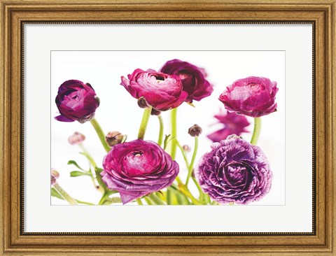 Framed Spring Ranunculus III Print