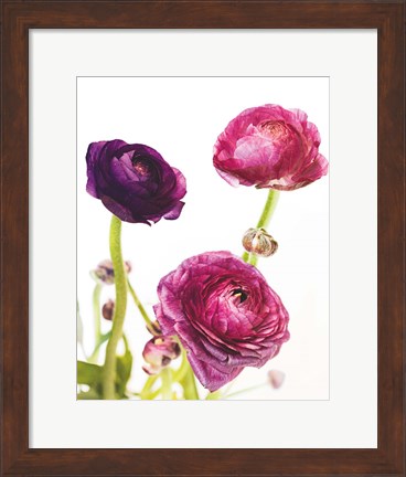 Framed Spring Ranunculus V Print