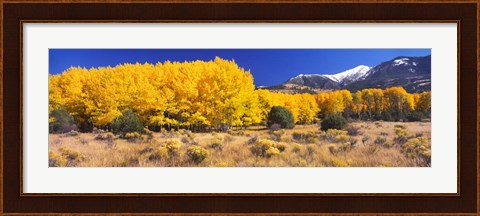 Framed Golden Aspen Trees, Colorado Print