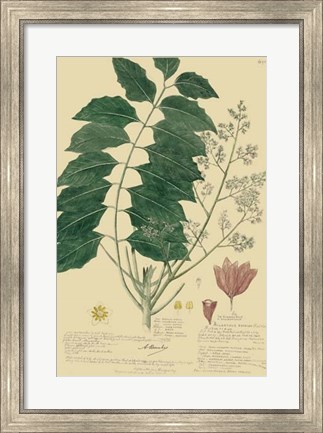 Framed Descubes Tropical Botanical III Print