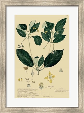 Framed Descubes Tropical Botanical IV Print