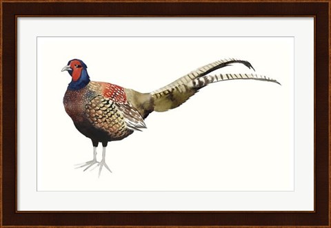 Framed Watercolor Pheasant II Print
