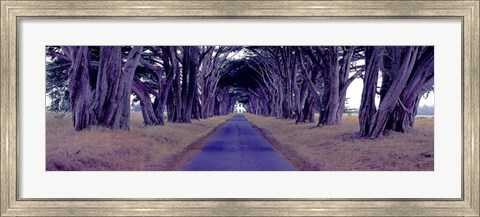 Framed Monterey Cypress Trees, Point Reyes, California Print