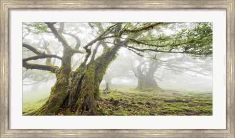 Framed Laurel Forest in Fog, Madeira, Portugal Print