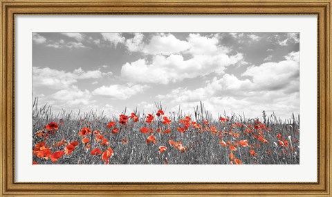 Framed Poppies in Corn Field, Bavaria, Germany Print