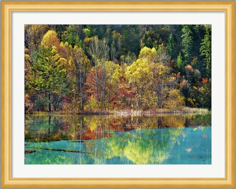 Framed Forest in autumn colours, Sichuan, China Print