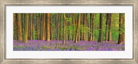 Framed Beech Forest With Bluebells, Hampshire, England Print
