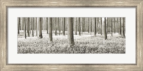 Framed Beech Forest With Bluebells, Belgium Print