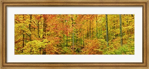 Framed Beech Forest in Autumn, Kassel, Germany Print