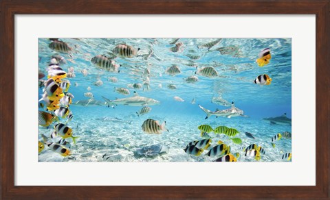 Framed Fish and sharks in Bora Bora lagoon Print