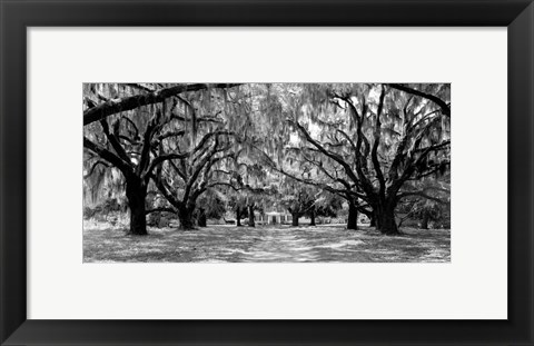 Framed Avenue of Oaks, South Carolina Print