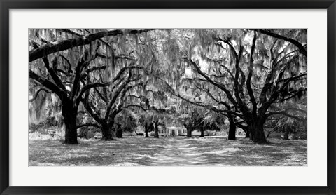 Framed Avenue of Oaks, South Carolina Print