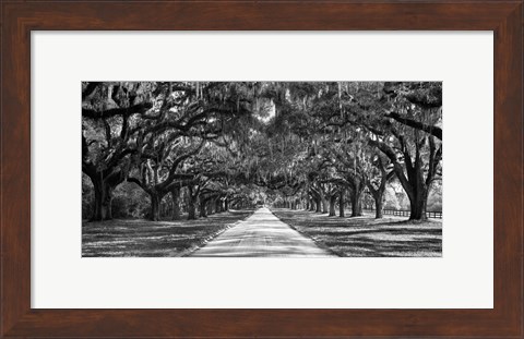 Framed Tree Lined Plantation Entrance,  South Carolina Print