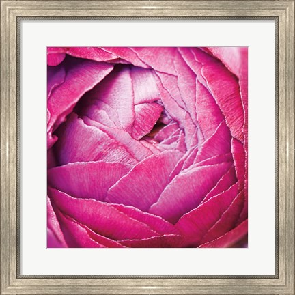 Framed Ranunculus Abstract III Color Print