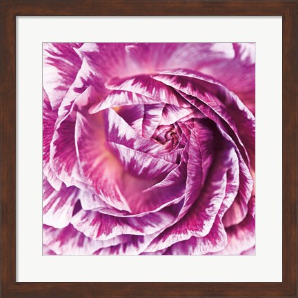Framed Ranunculus Abstract IV Color Print