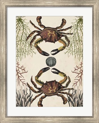 Framed Antiquarian Menagerie - Crab Print