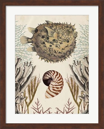 Framed Antiquarian Menagerie - Puffer Fish Print
