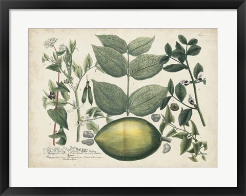 Framed Exotic Weinmann Botanical II Print