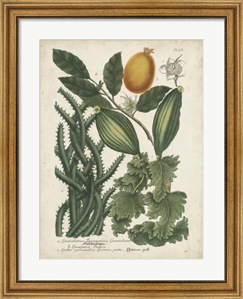 Framed Exotic Weinmann Botanical III Print