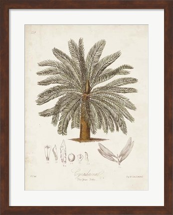 Framed Antique Tropical Palm I Print
