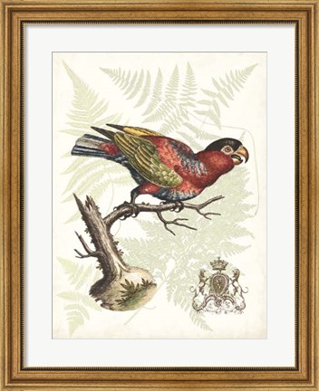Framed Regal Parrots I Print