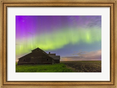 Framed Purple Aurora over an old barn, Alberta, Canada Print
