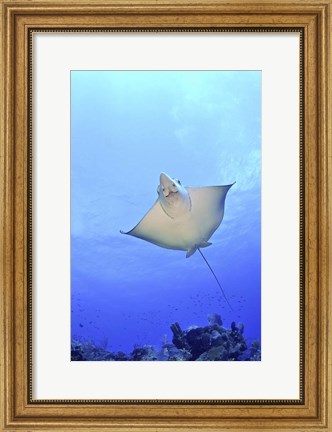 Framed Spotted Eagle Ray Glides over the Wall, Grand Cayman Print