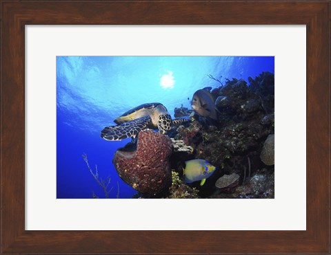 Framed Hawksbill Sea Turtle eating, Castle Wall, Grand Cayman Print
