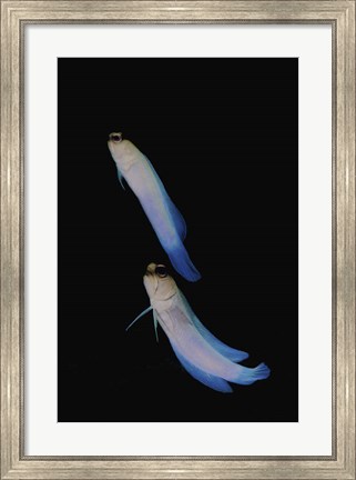 Framed Jawfish, Robert&#39;s Wall, Grand Cayman Print