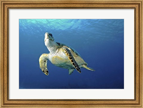 Framed Hawksbill sea turtle ascending, Nassau, The Bahamas Print