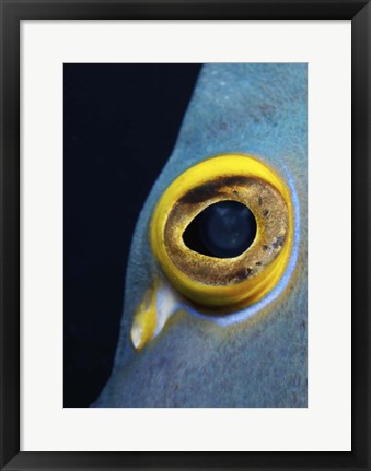 Framed Close-up view of a French Angelfish eye Print