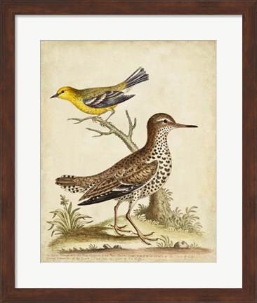 Framed Antique Bird Menagerie I Print