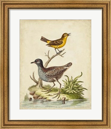 Framed Antique Bird Menagerie II Print