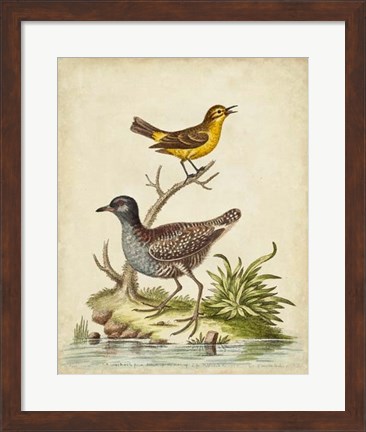 Framed Antique Bird Menagerie II Print