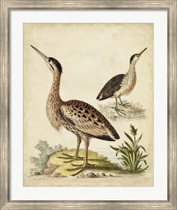 Framed Antique Bird Menagerie III Print