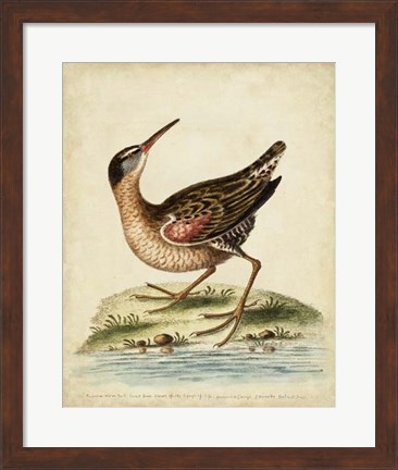 Framed Antique Bird Menagerie IV Print