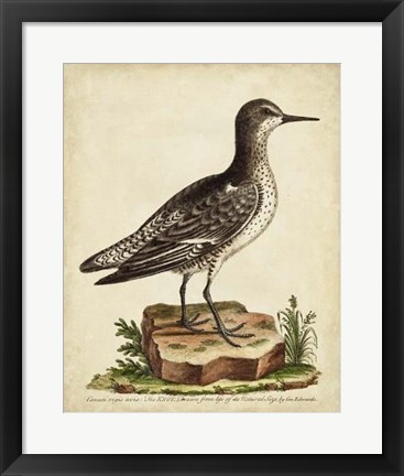 Framed Antique Bird Menagerie V Print
