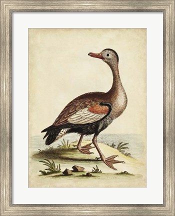 Framed Antique Bird Menagerie VI Print