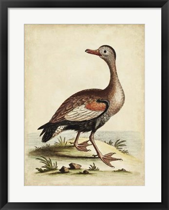 Framed Antique Bird Menagerie VI Print