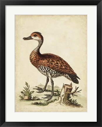 Framed Antique Bird Menagerie VIII Print