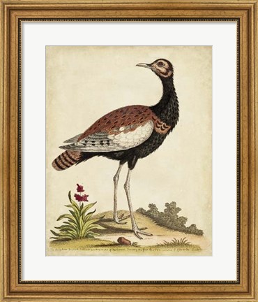 Framed Antique Bird Menagerie IX Print