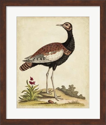 Framed Antique Bird Menagerie IX Print