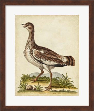 Framed Antique Bird Menagerie X Print