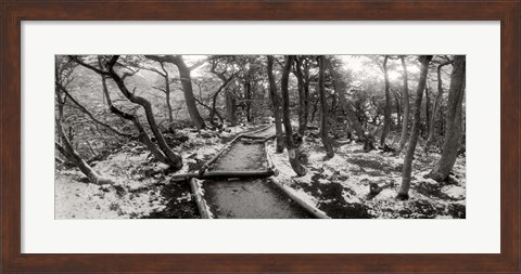 Framed View of a trail through the trees of Tierra del Fuego National Park, Patagonia, Argentina Print