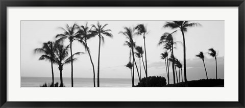 Framed Silhouette of palm trees at dusk, Hawaii Print