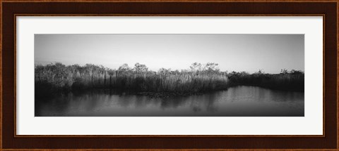 Framed Tall grass at the lakeside, Anhinga Trail, Everglades National Park, Florida Print