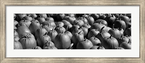 Framed Pumpkins in a field, Vermont Print