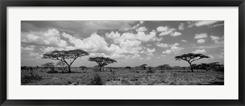 Framed Acacia trees on a landscape, Lake Ndutu, Tanzania Print