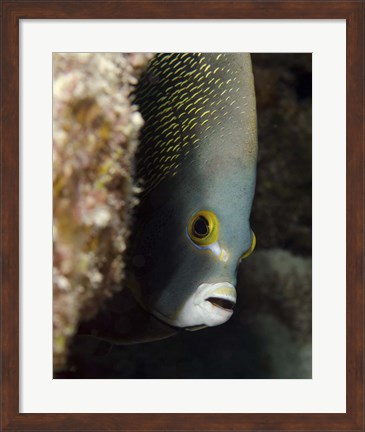 Framed French angelfish, West Palm Beach, Florida Print