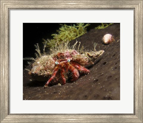 Framed Hermit Crab on sponge in Gulf of Mexico Print